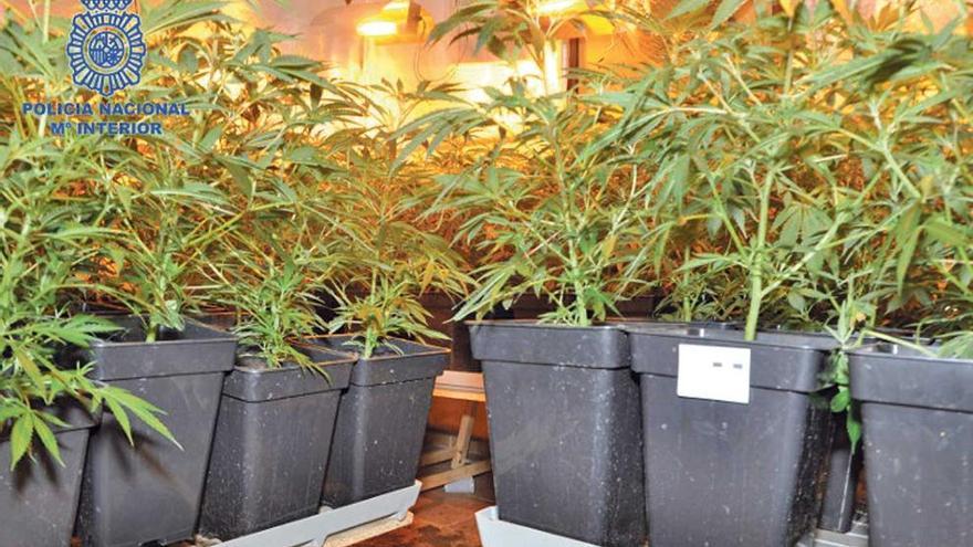 La Policía interviene 800 plantas de marihuana en Lloret