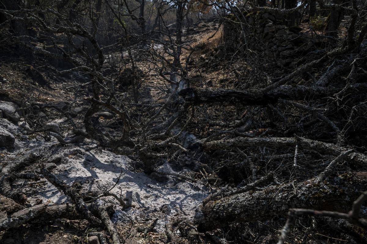 INCENDIO FORESTAL JARILLA DIA 10. JARILLA