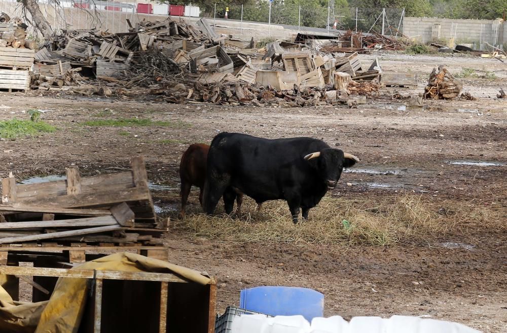 Suelta un toro en un desguace para evitar los robos