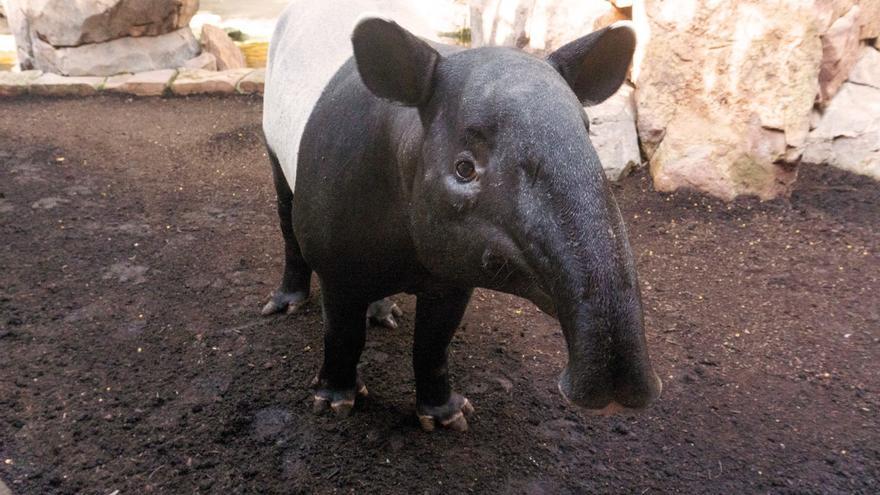 Uno de los dos ejemplares de Tapir malayo de Bioparc.