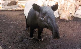 Bioparc Fuengirola, único centro de conservación en España que trabaja en protección del tapir malayo