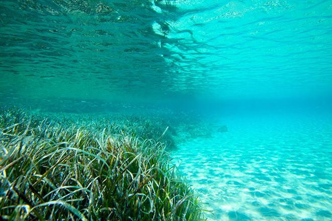 La posidonia da el color azul característico del mar