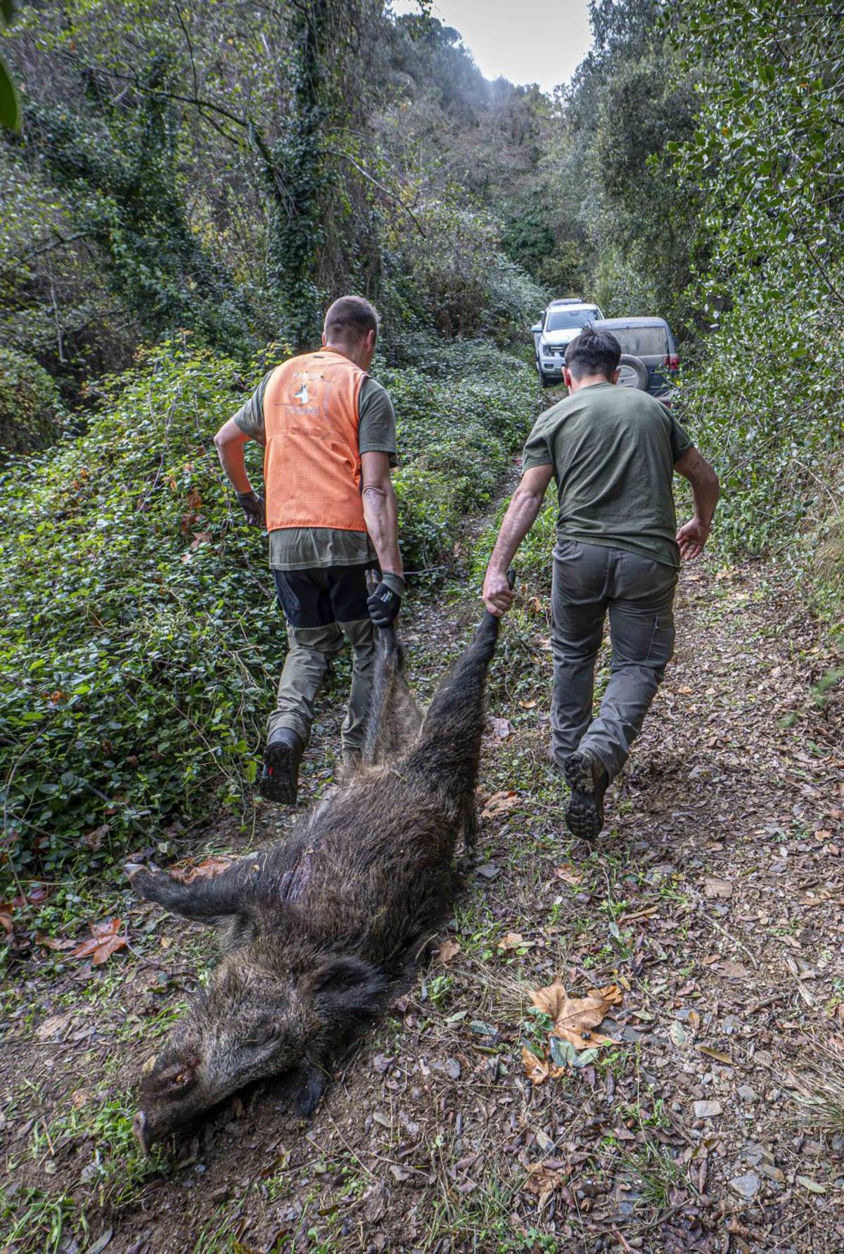 Les restriccions s’amplien al trobar-se senglars infectats fora de la zona zero