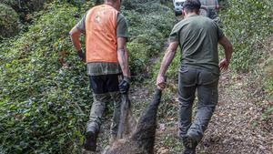 Les restriccions s’amplien al trobar-se senglars infectats fora de la zona zero