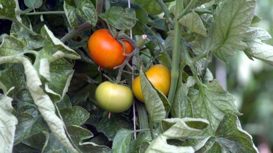 Plantación de tomates en Canarias.