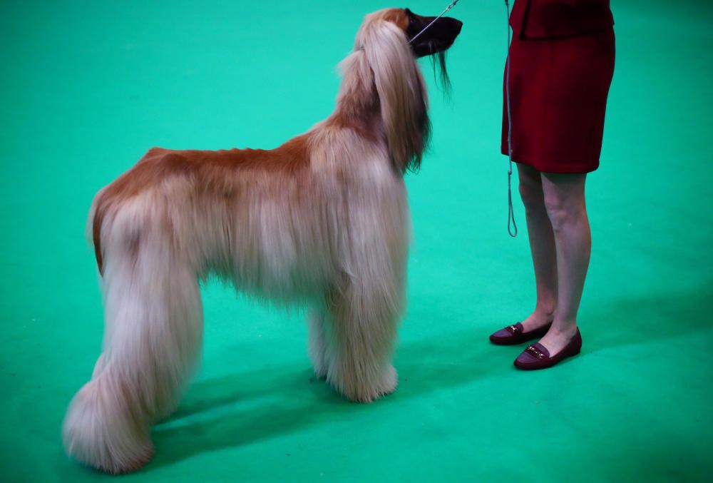 Crufts 2019: L'exhibició de gossos més gran del món