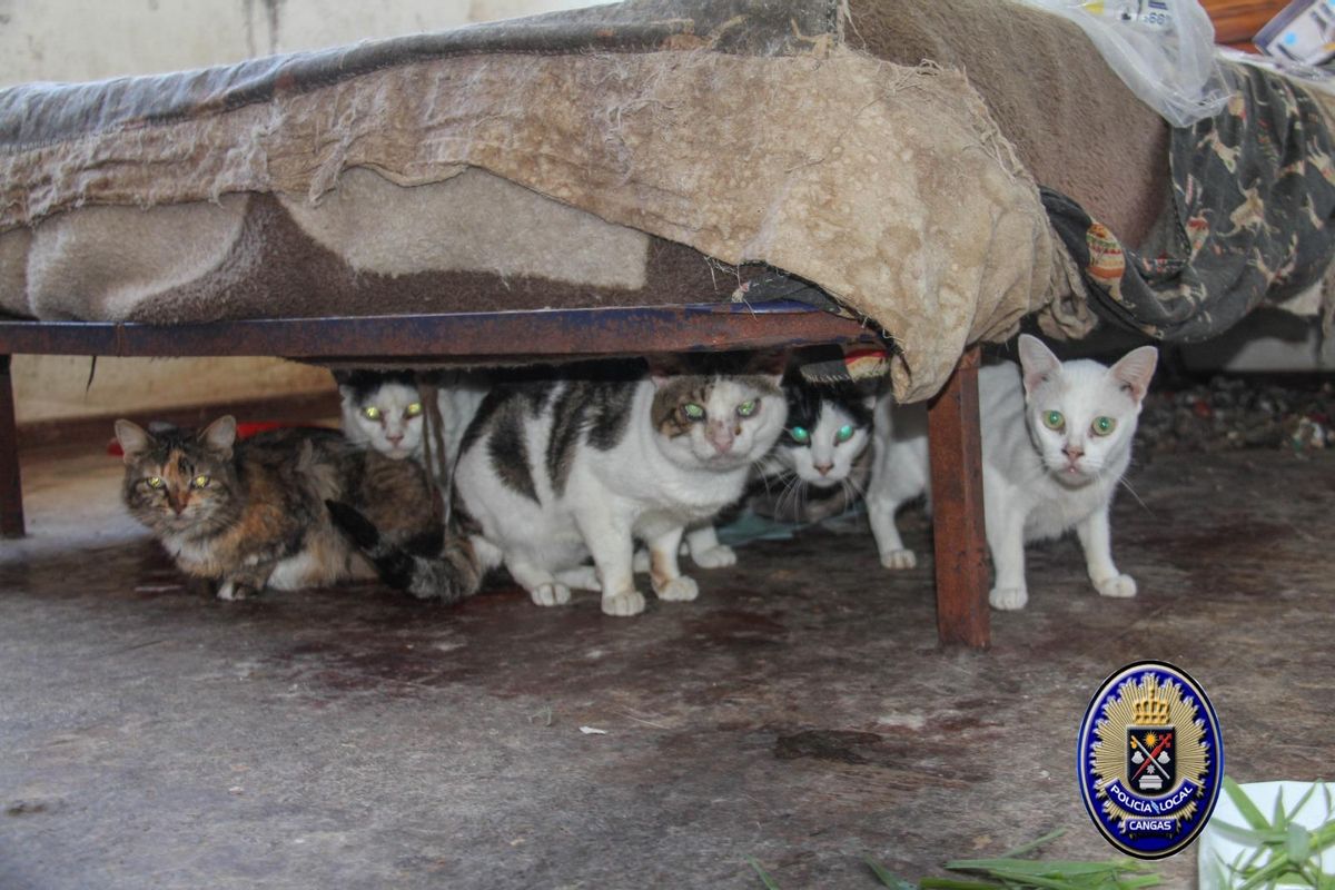 Algunos de los 30 gatos recogidos en una casa donde se produjo un desahucio.
