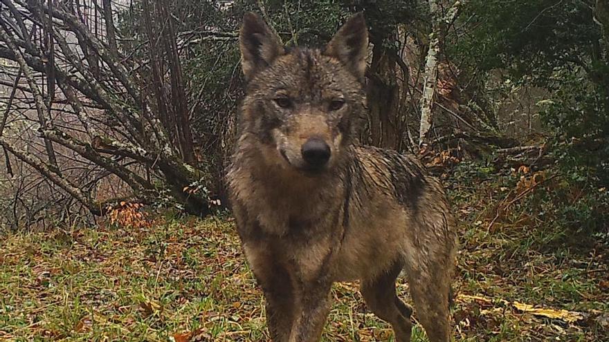 Un lobo, en libertad.