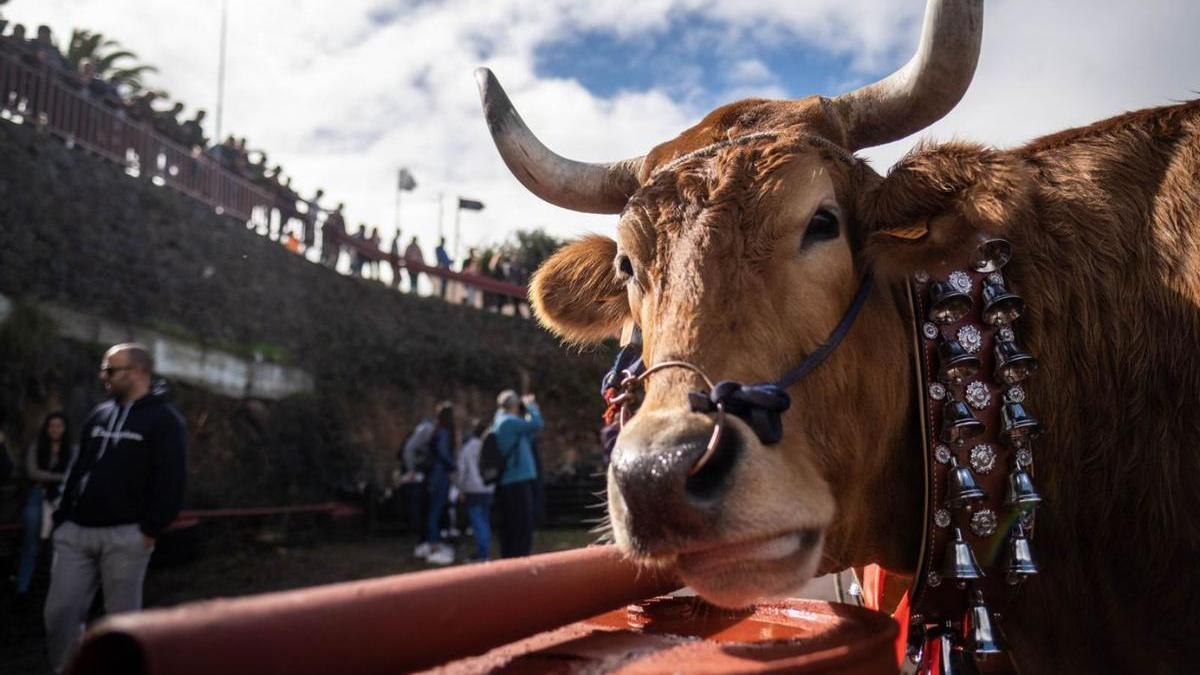 Ganado bovino en una feria del sector celebrada en el municipio de Tacoronte, archivo.