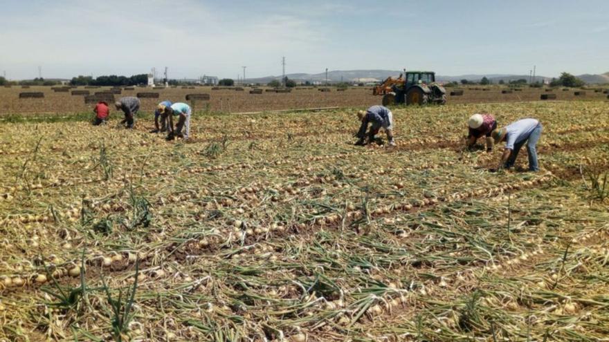 Las lluvias de diciembre permiten planificar las  cosechas en Antequera