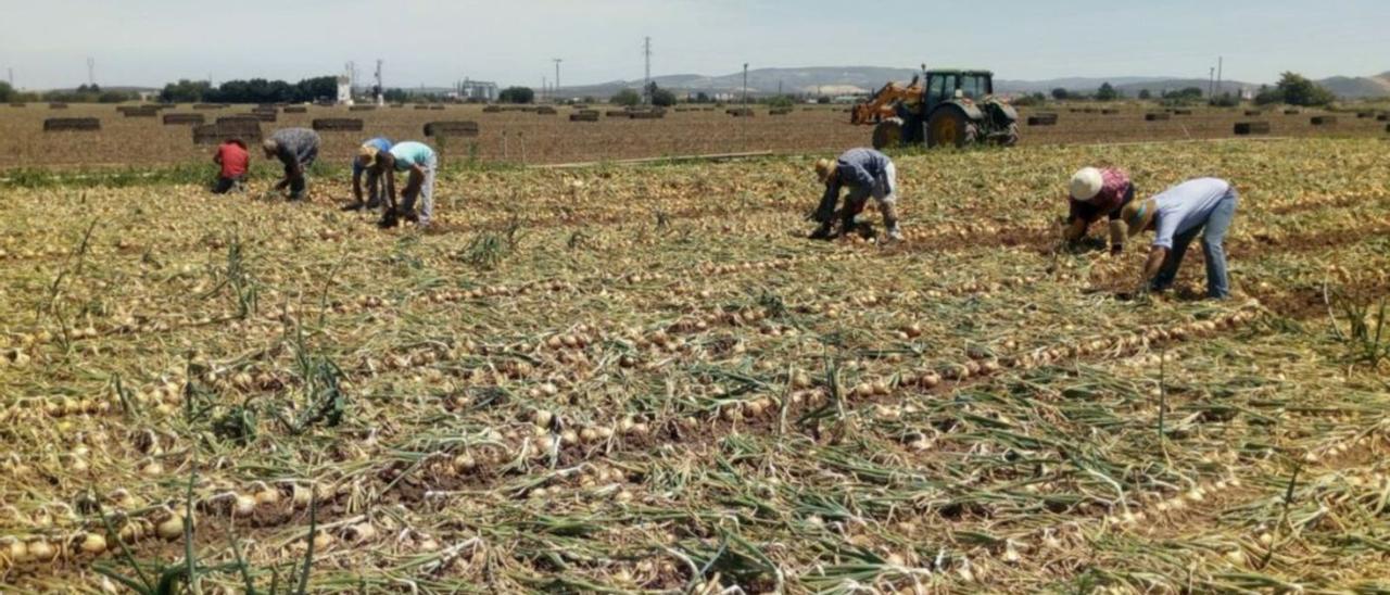 Recogida de cebolla en la Vega de Antequera. | L.O.