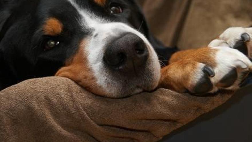 Cómo cortar las uñas de un perro