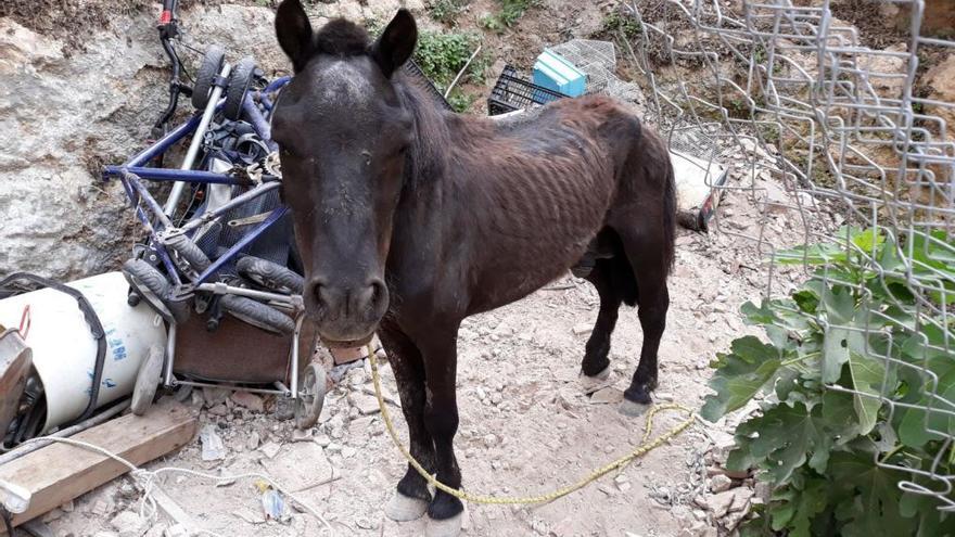 Alertan del aumento de casos de la maltrato animal en fincas privadas