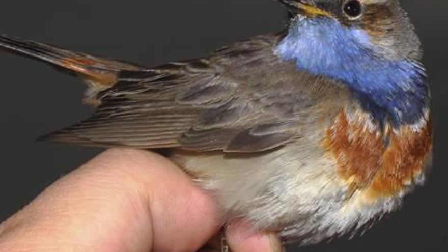 El Tancat de Milia acoge la campaña de anillamiento de aves más larga de la historia