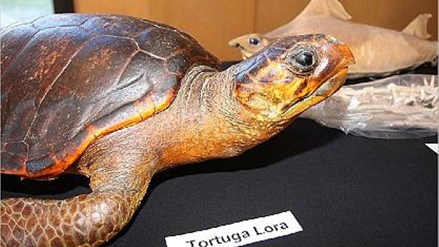 La tortuga Lora i un tauró, de les poques peces dissecades que s&#039;han pogut conservar.