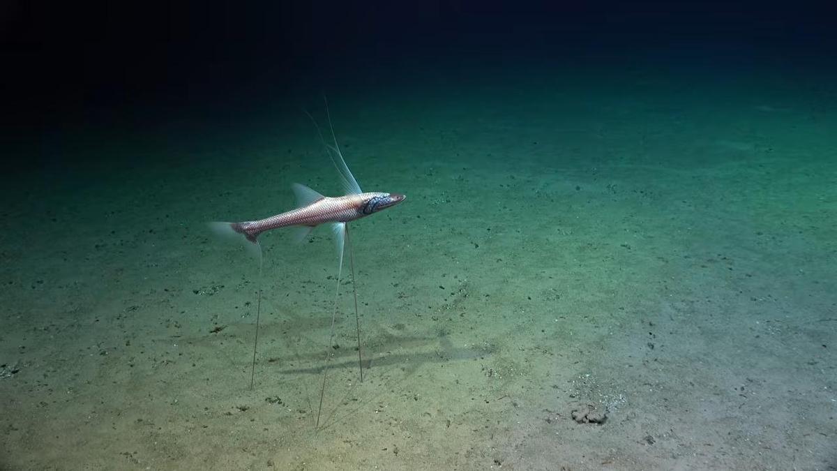 Uno de los curiosos peces observados, que se apoyan en el suelo con una especie de patas
