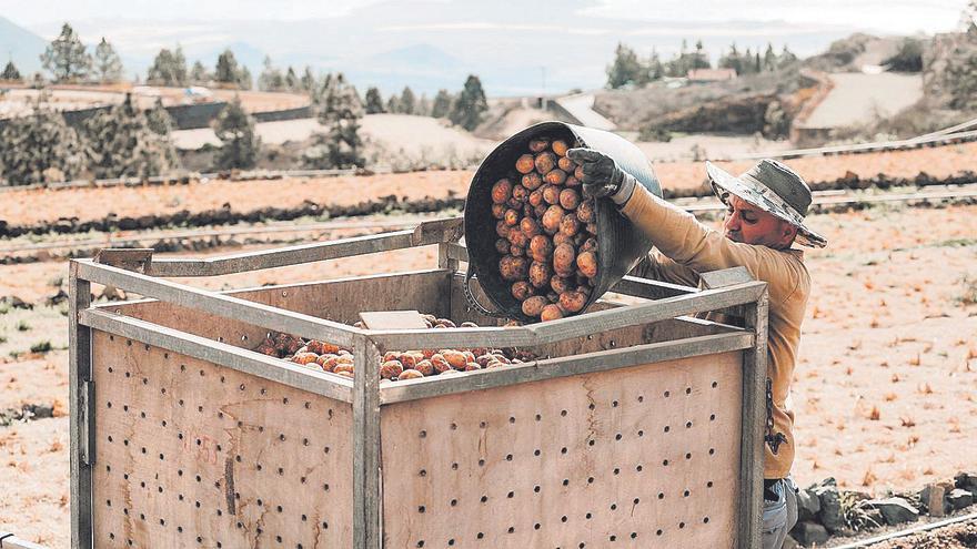 Mercadona apuesta fuerte por la papa canaria: 3.300 toneladas previstas en 2025