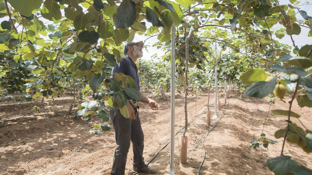 Explotación de kiwis en la Ribera, en una imagen de archivo.