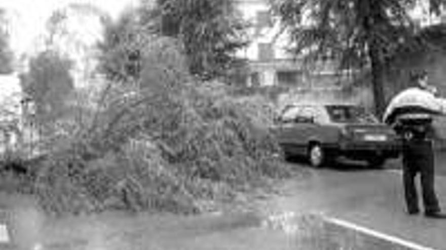 LA LLUVIA CAUSA LA CAIDA DE UN ARBOL EN UNA CALLE DE TRUJILLO