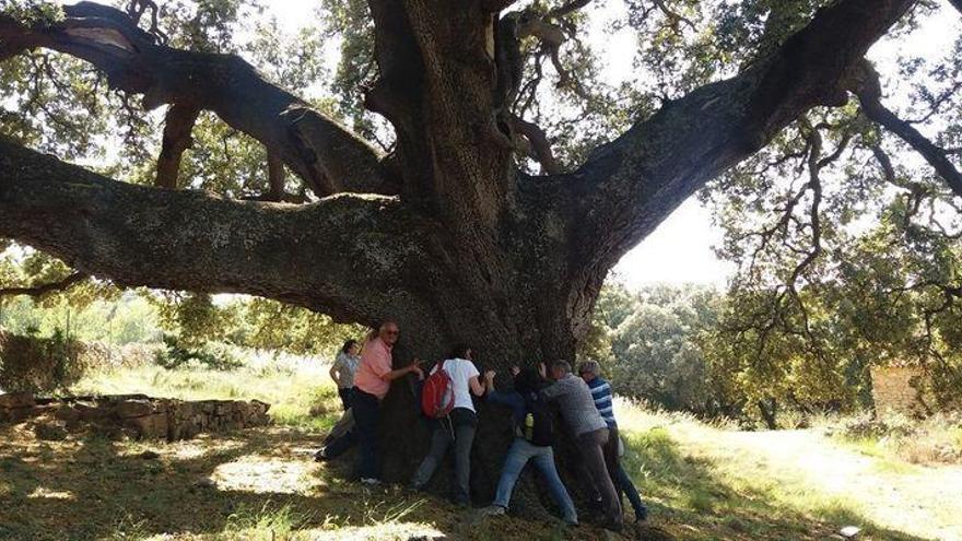 Nuevo reconocimiento para los olivos del Maestrat