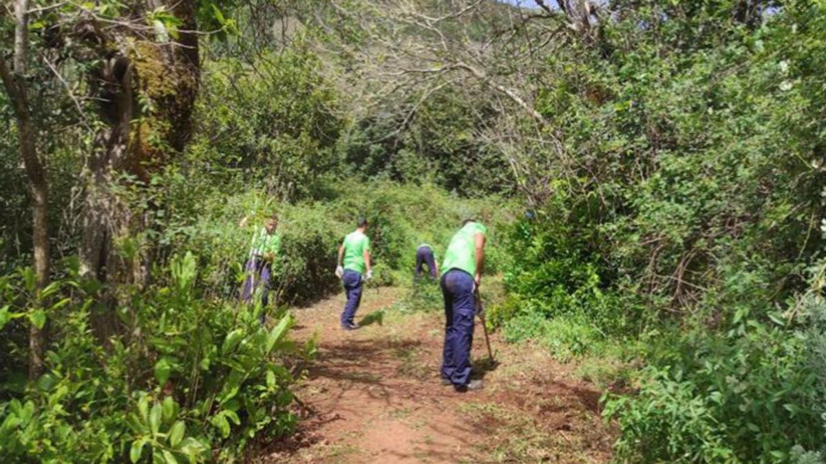 Los participantes en el ‘Plan de Empleo Verde’ del Cabildo limpian maleza en un camino. | | LP/DLP