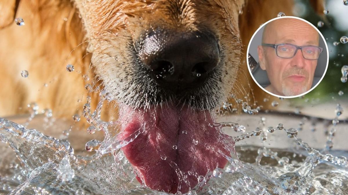 El veterinario Manuel Manzano alerta sobre la torsión gástrica en los perros