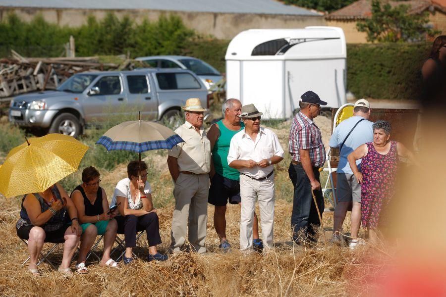 Fiestas en Zamora: Encierro en Venialbo