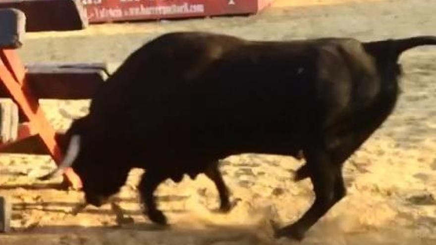 Muere un toro en Moncada al embestir una barrera