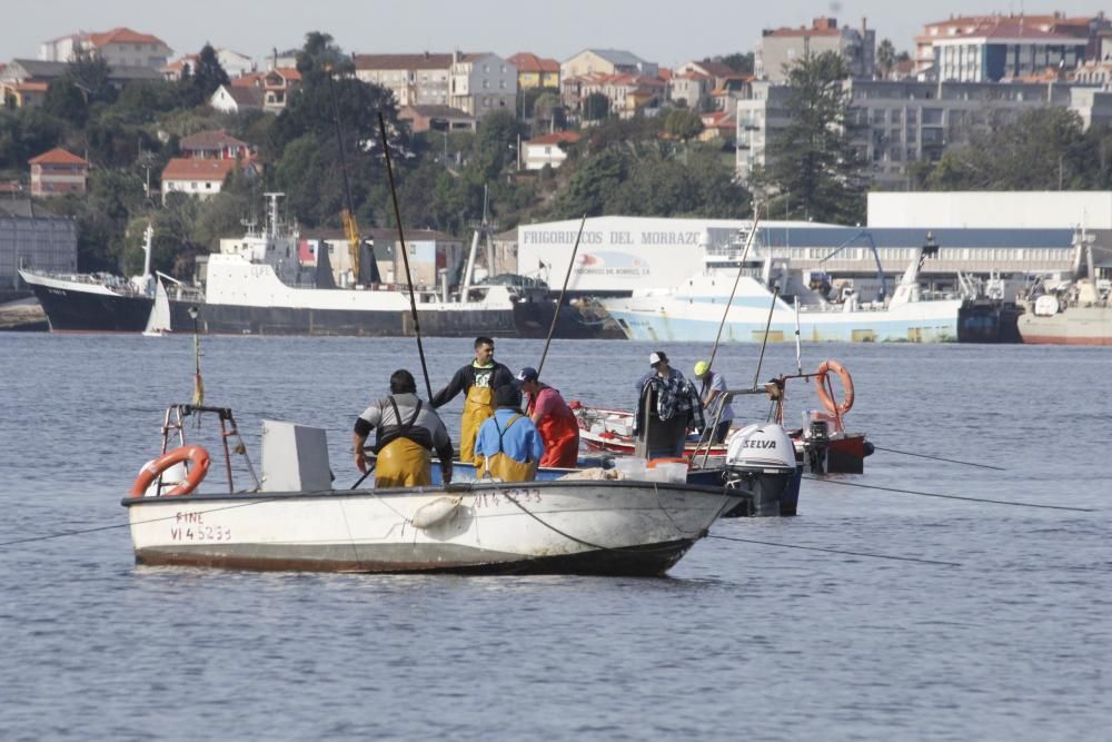 Tibio arranque del libre marisqueo en Cangas