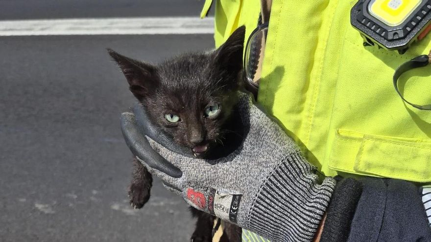 Rescatan en Tenerife a una gata atrapada en una alcantarilla junto a la autopista