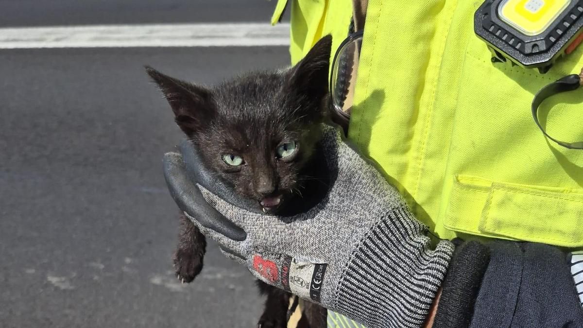 La gatita, en brazos de uno de los bomberos que la rescató.