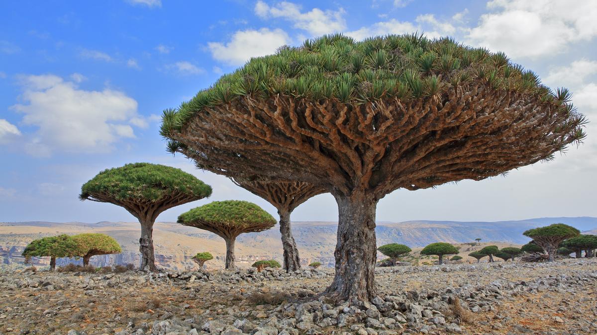 Árboles Dragón, Socotra
