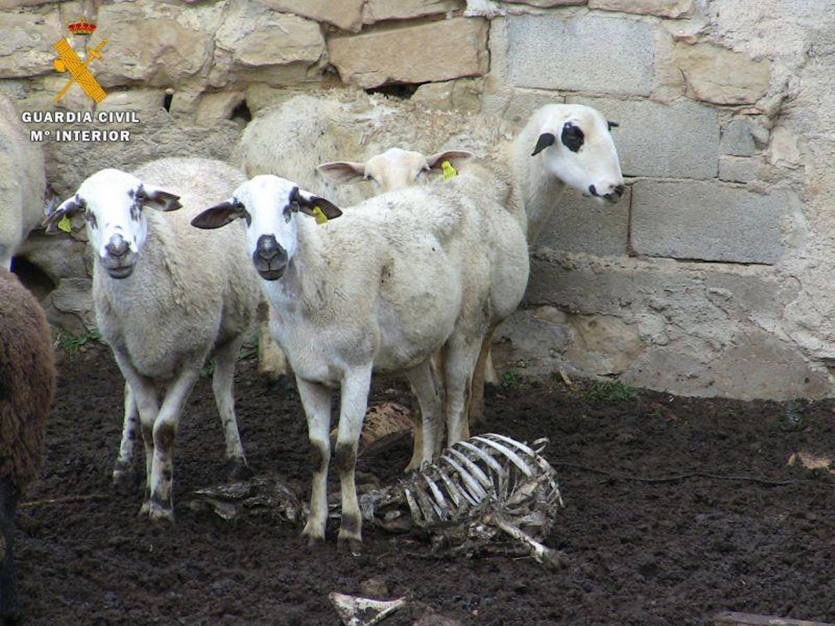 Investigado un ganadero en la comarca de los Monegros por maltrato animal