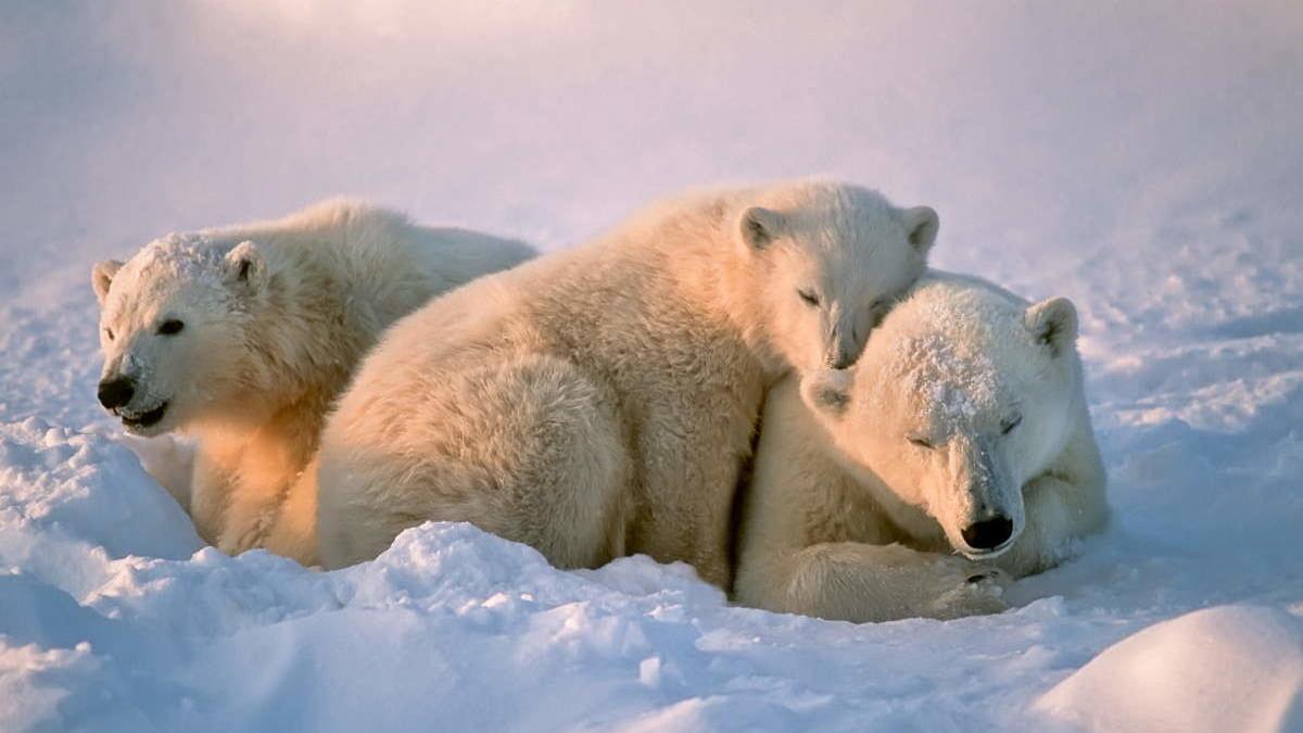 Por qué el oso polar necesita hielo para sobrevivir?