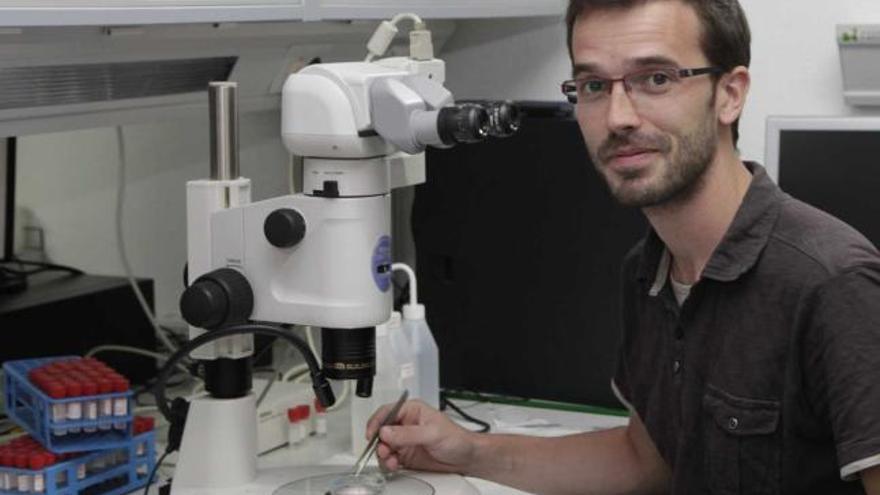 El investigador y sus criaturas. Juan Bueno con su microscopio. A la izquierda, detalle de una larva de «Atelecyclus» (tipo de cangrejo) y una solenocera.