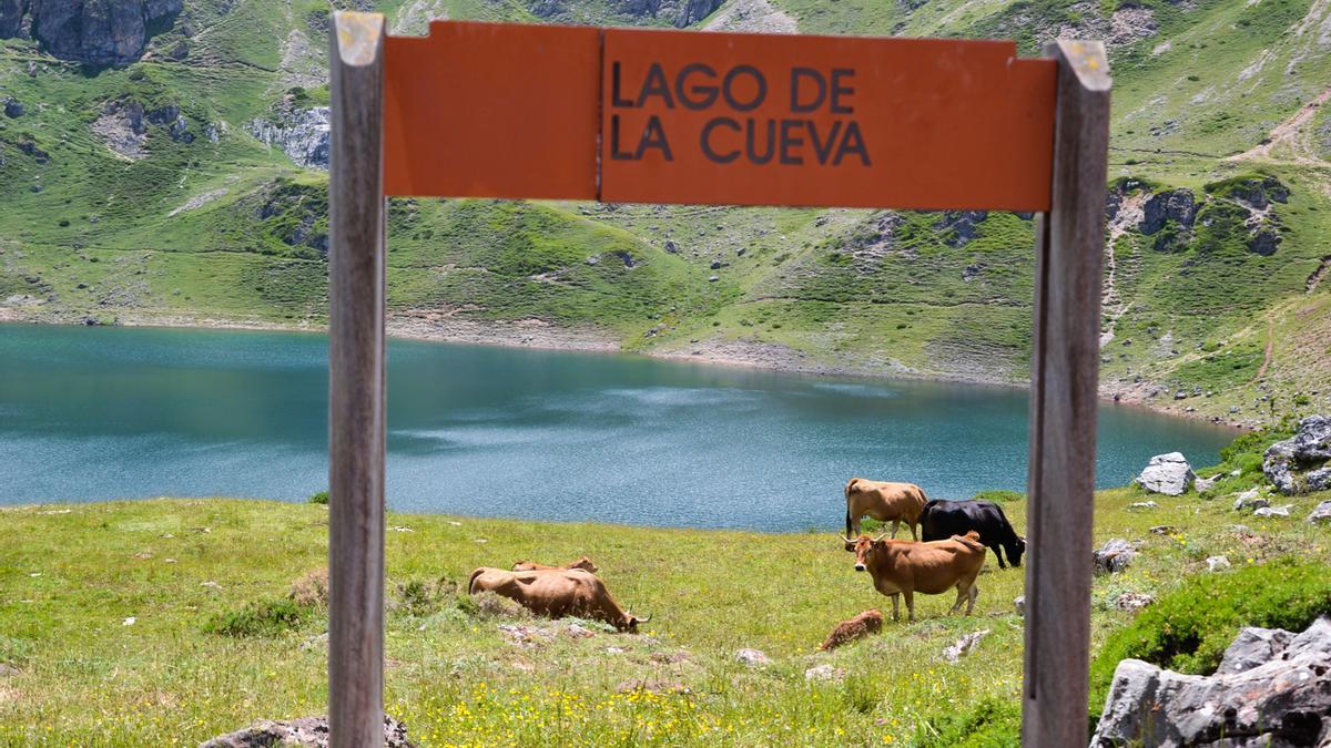 Vacas pastando en el entorno del lago de La Cueva, en Somiedo.