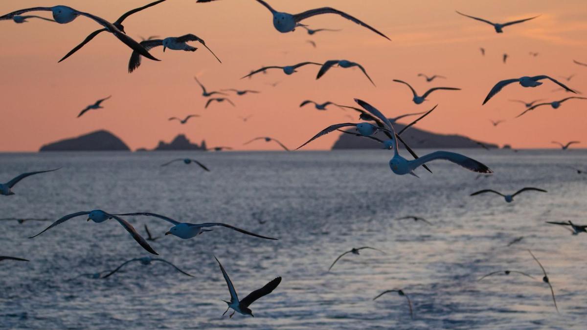 Gaviotas y pardelas con ses Bledes al fondo.