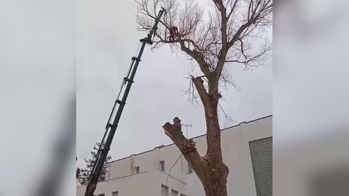 Operaris talen l’arbre de grans dimensions a l’entrada de l’Escola Sagrada Família, a Girona Est.
