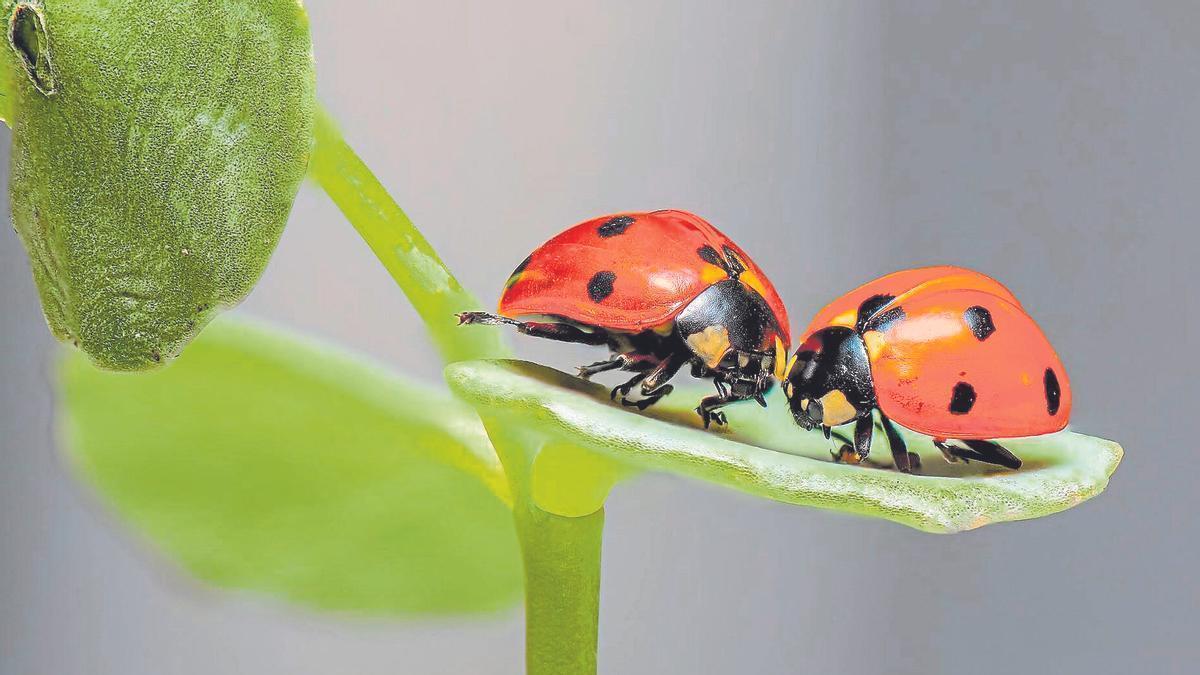 Dues marietes, una família de coleòpters coneguts per contribuir al control de plagues