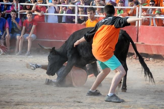 Les vaquetes de la festa major de Santpedor