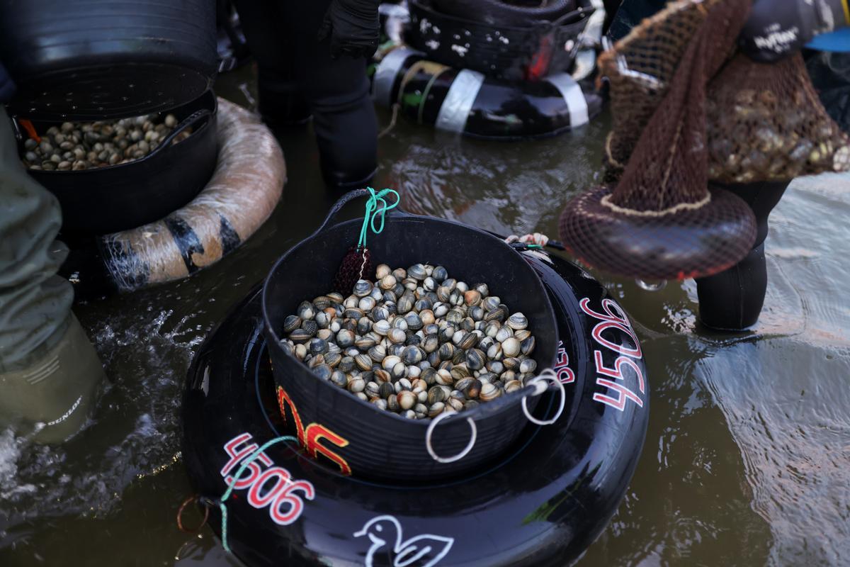 Mariscadoras cargan berberechos en cubos y almejas en sacos de red antes de pesarlos.