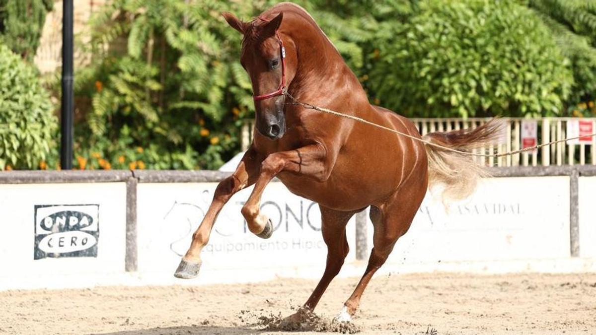 Una yegua de Castellón está en el 'top 10' del mundo y busca convertirse en la mejor.