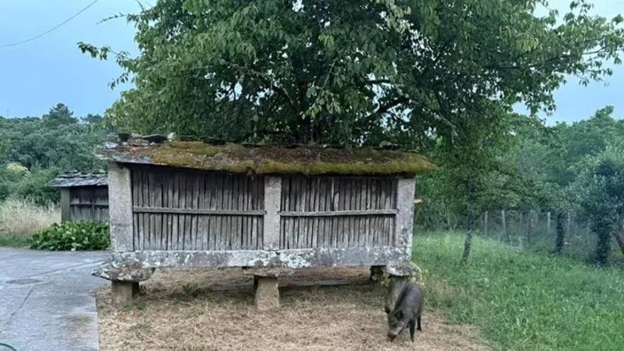 Un jabalí irrumpe en una sardinada de San Xoán en Boborás (Ourense) y acaba cenando con los vecinos