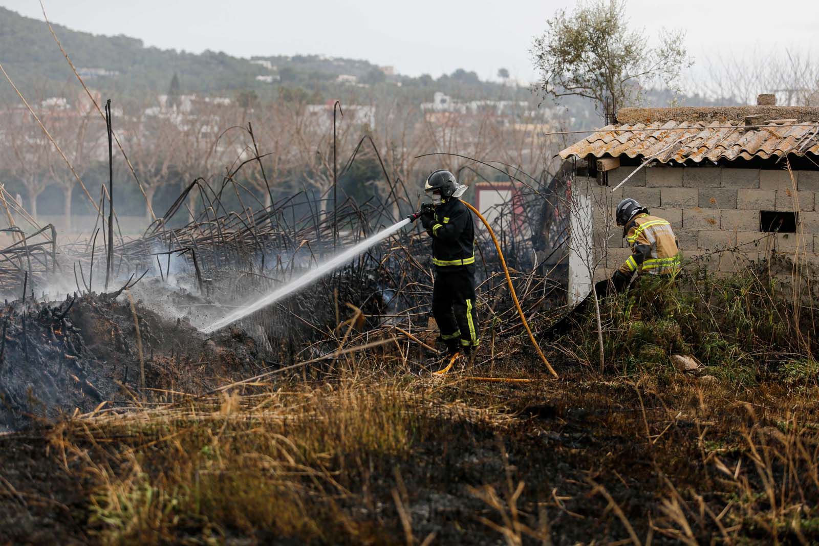 Arden 1500 metros cuadrados de cañaveral en Ibiza