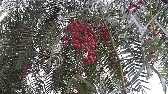 Arbre. L’arbre del pebre ja té la grana vermella i exhala una olor agradable de pebre, ben típica.