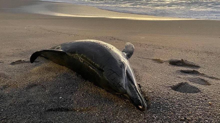 El delfín varado en la playa del Orzán, en A Coruña, fue víctima de una red