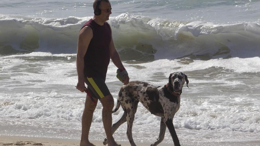 Ley de bienestar Animal: El curso para perros y el seguro, más cerca de ser obligatorios