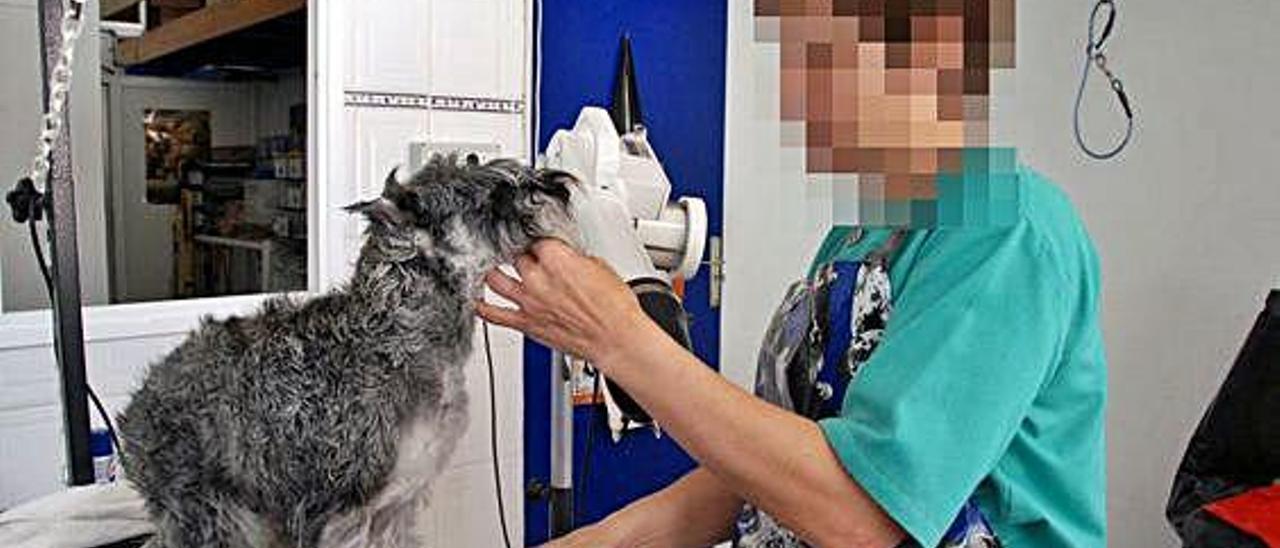 Una veterinaria revisa a un perro, en una imagen de archivo.