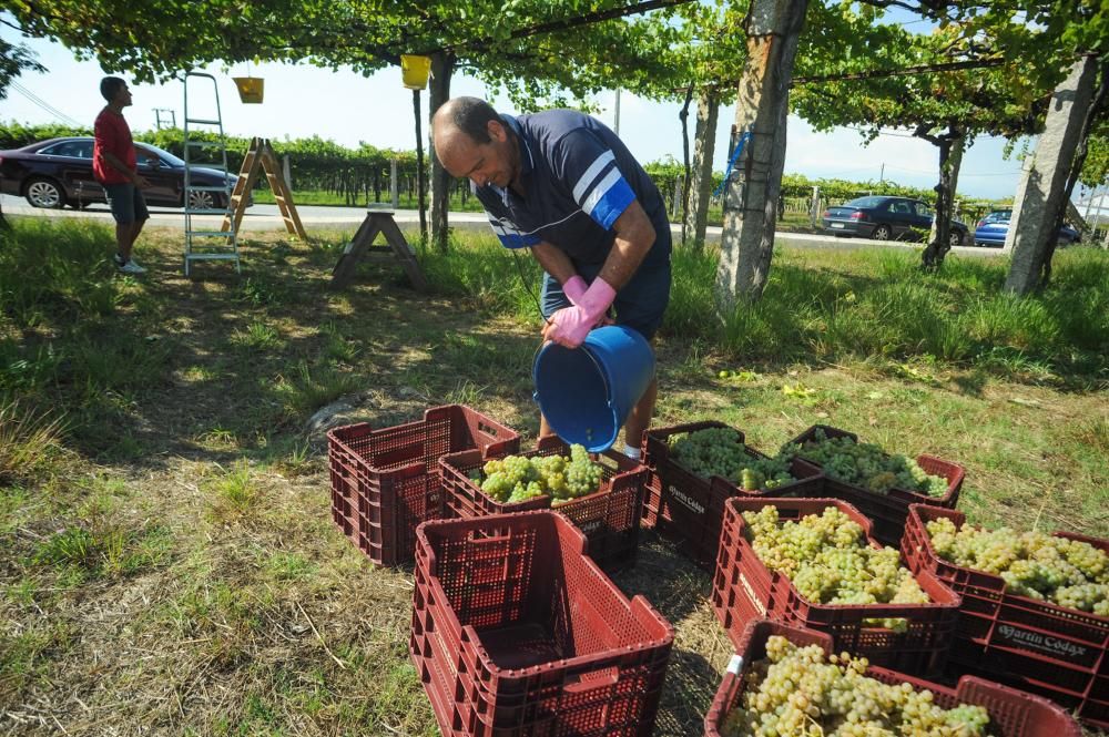 Primer fin de semana de vendimia en Rías Baixas