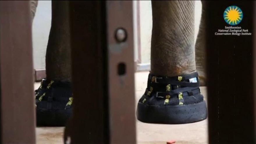 Un elefante con zapatos nuevos